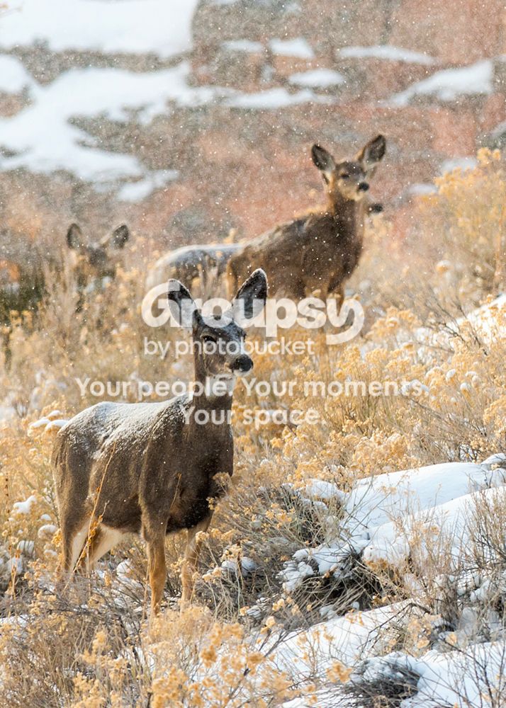 deer2_1_zpsa580bdb3.jpg~original