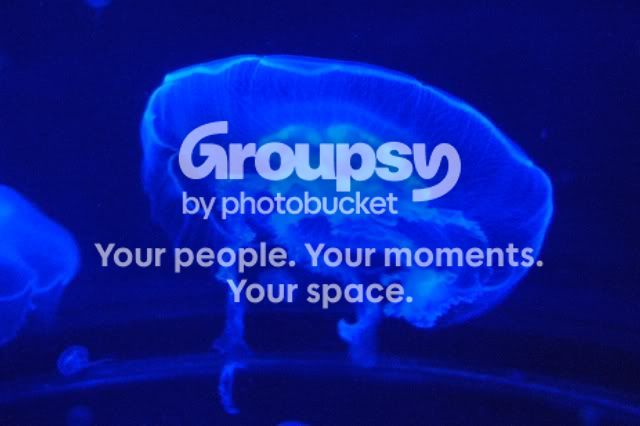 Jellyfish1.jpg