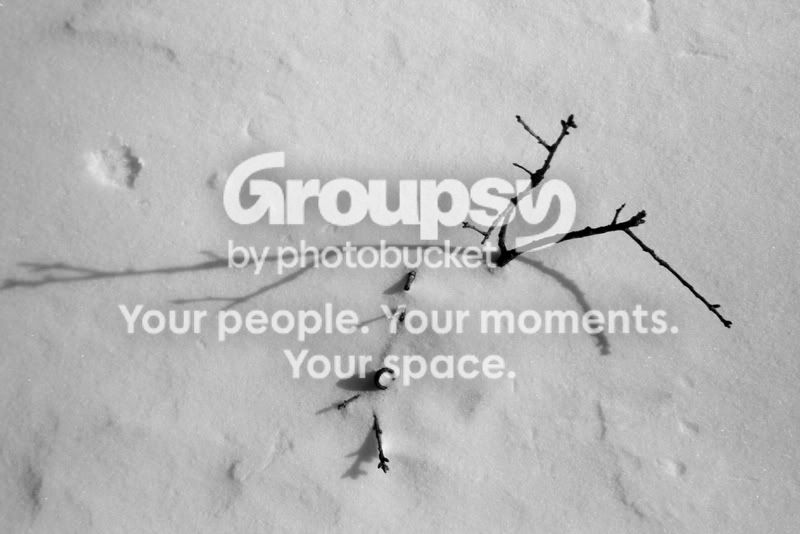 stickinsnow.jpg