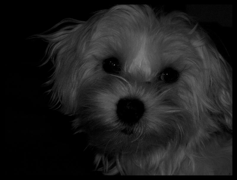 Lola_5_by_hanyo66.jpg