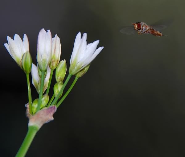 1hoverflight-1.jpg