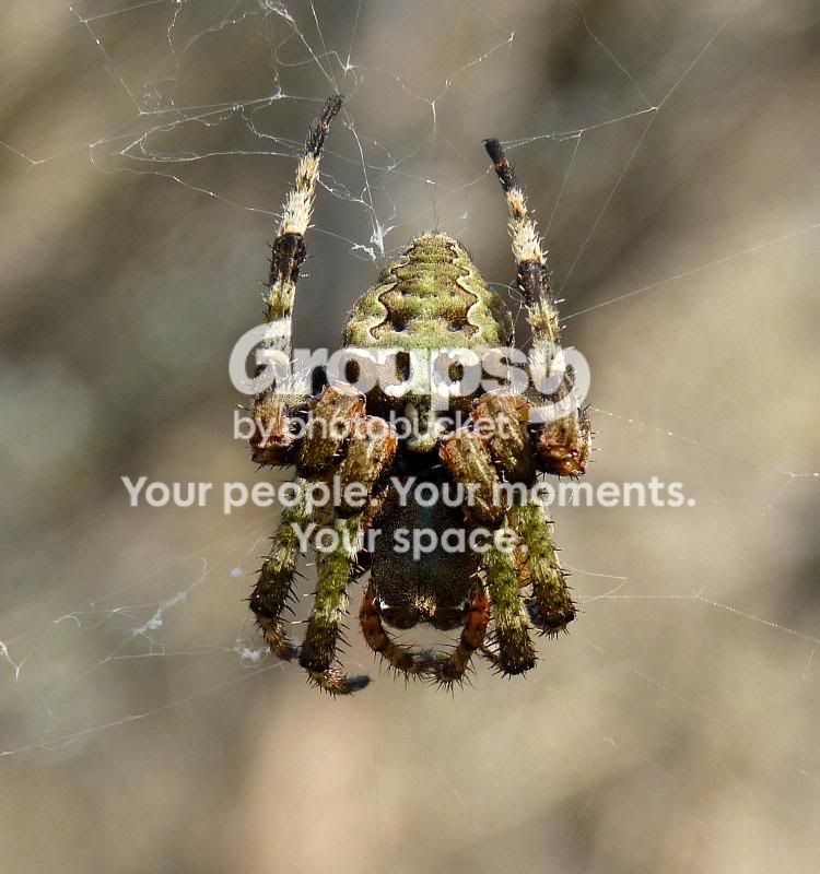 greenSpiderGuadalupeStatePark.jpg
