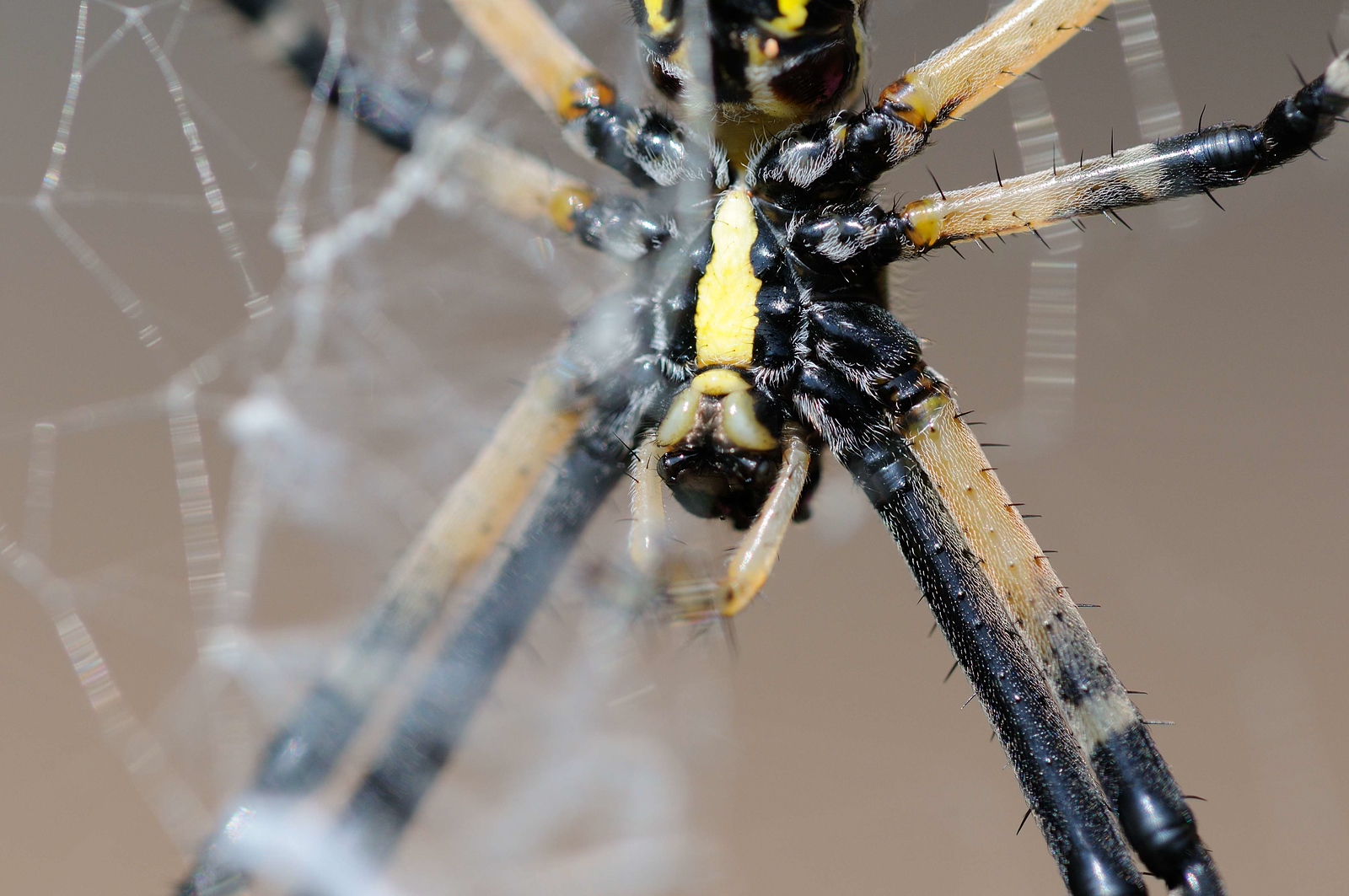 DSC_00033-X3.jpg