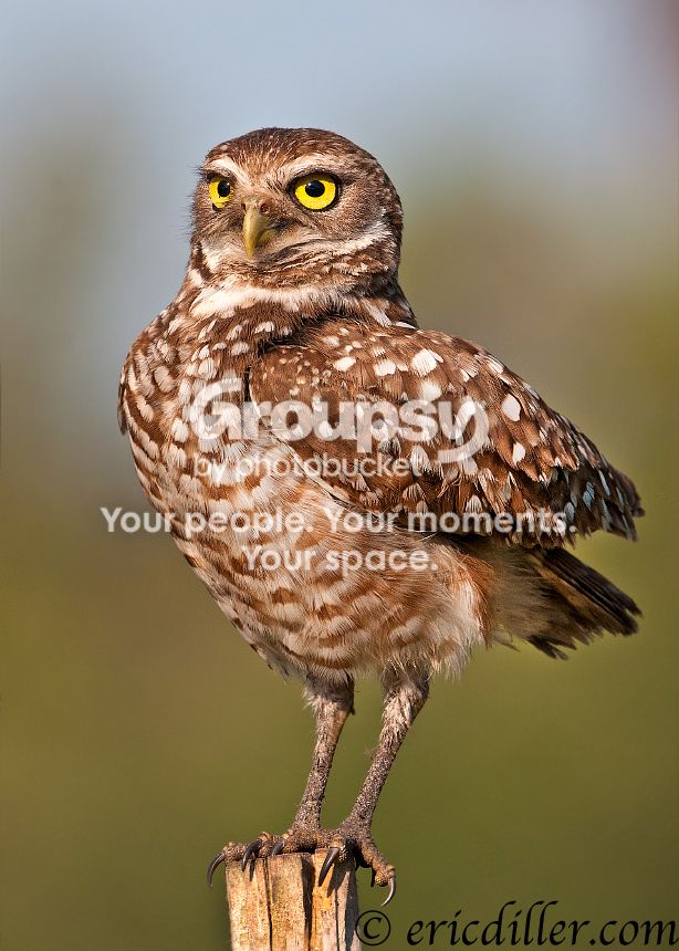 _ECD6403-copy860.jpg