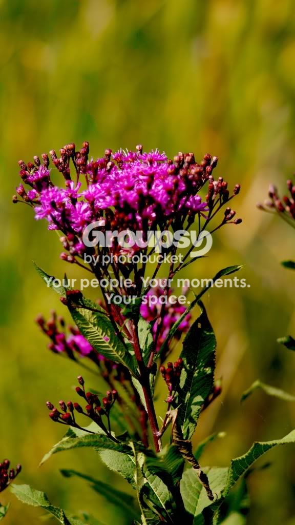 Purple_Flower.jpg