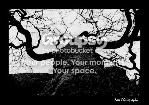 treePOVedit.jpg