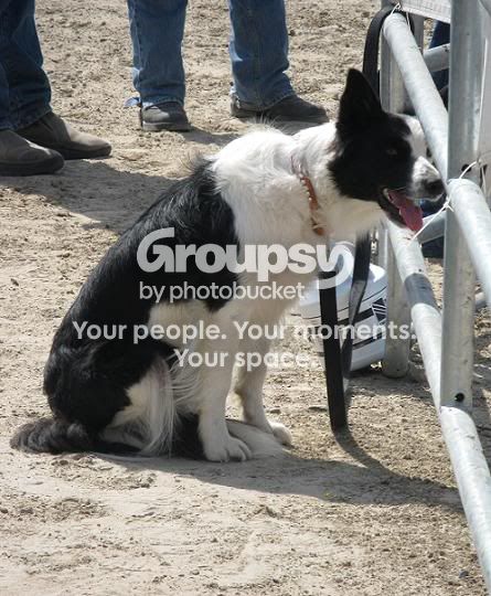 dogweb.jpg