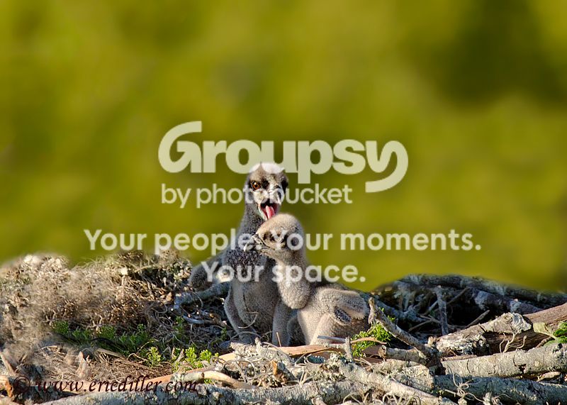 _ECD3173-copy800.jpg