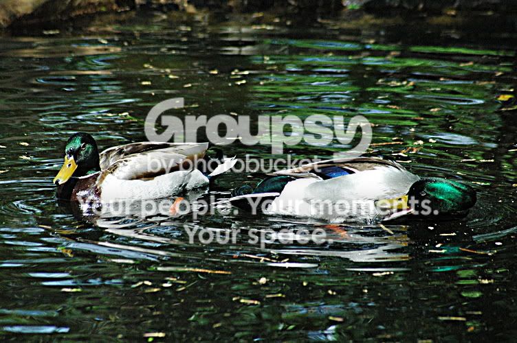 rsz_dsc_0318.jpg