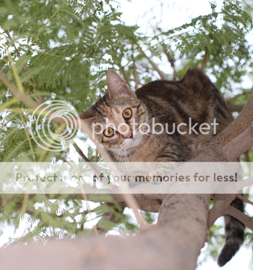 Cat-Selectivefocuswithfillflash.jpg