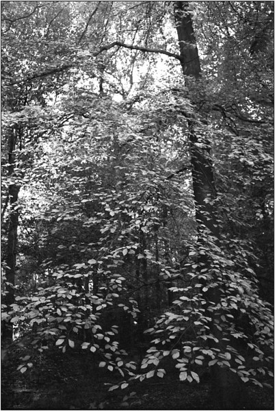 img717-L.jpg