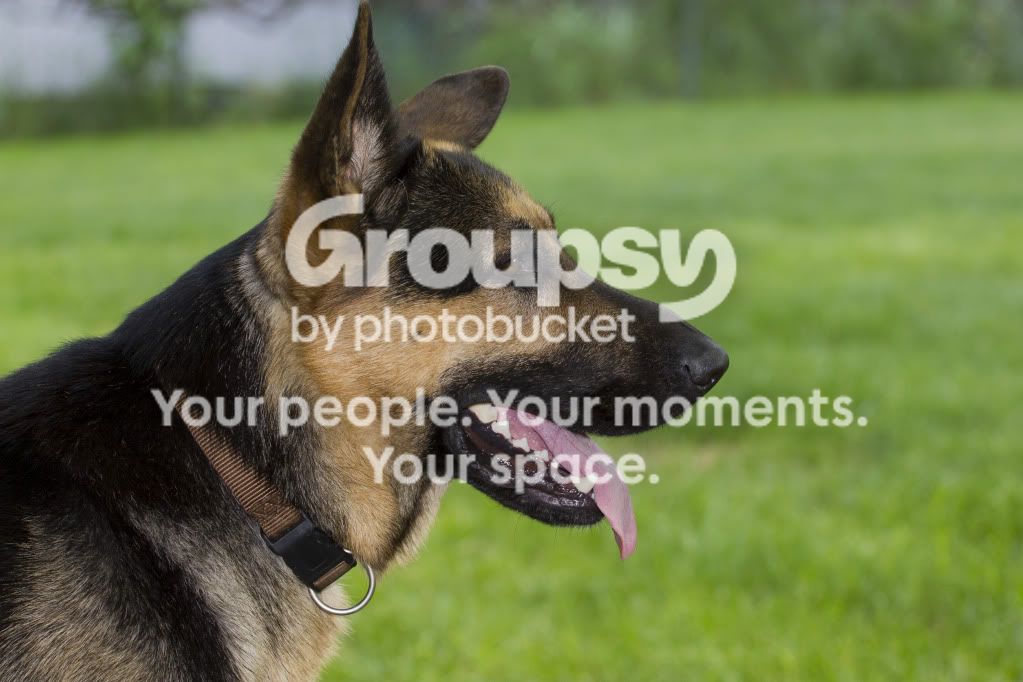 dog.jpg