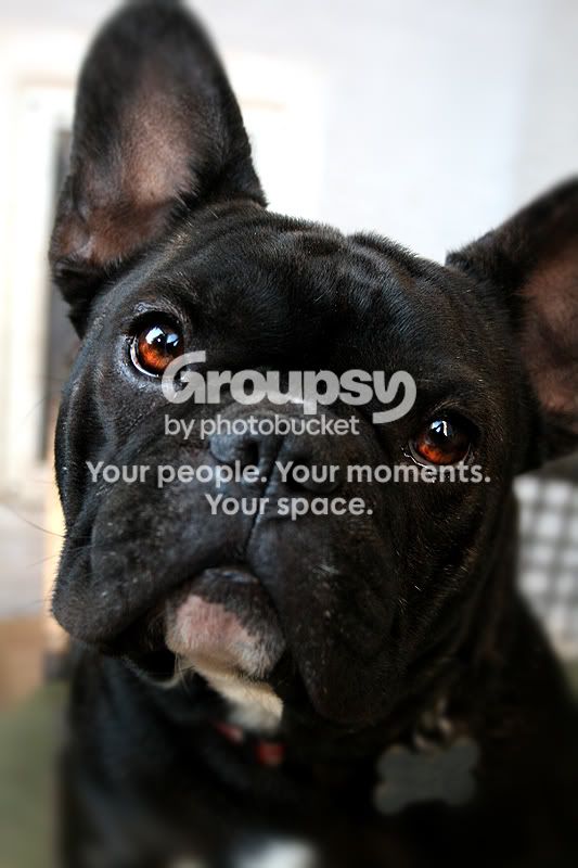 Doggiez090.jpg