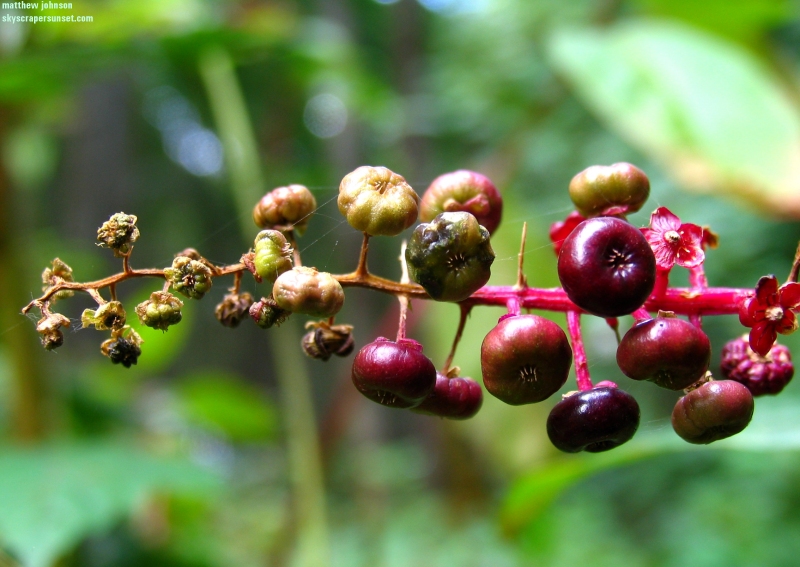 berries2.jpg