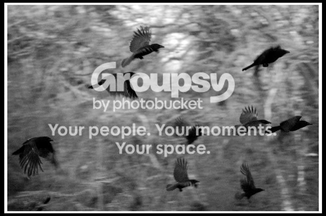 birds2.jpg