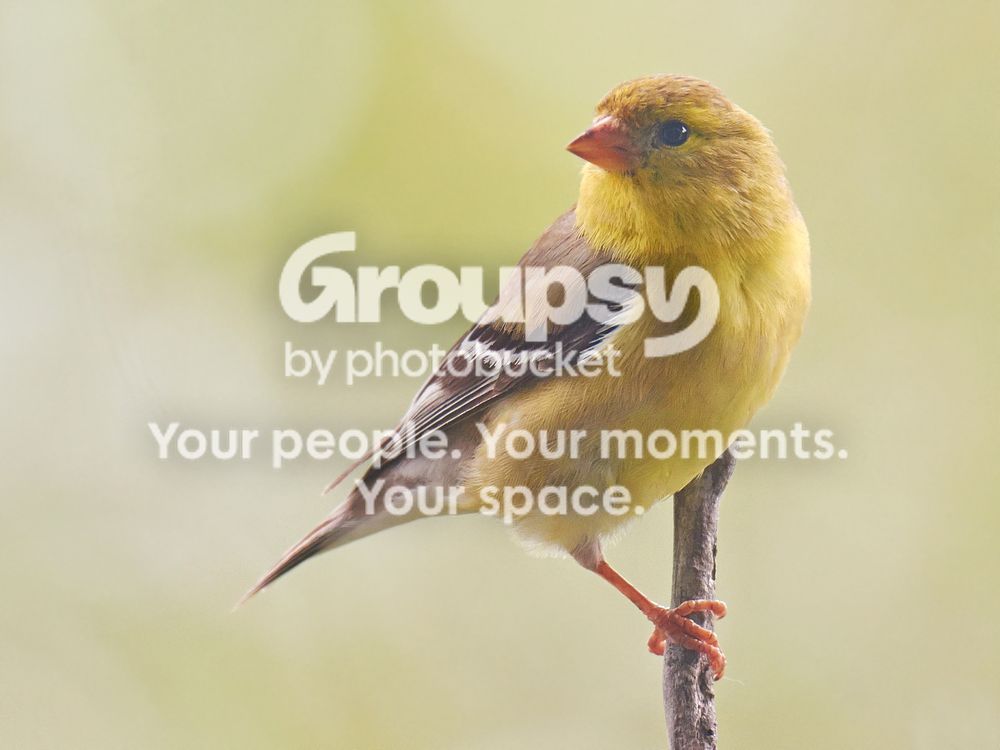 Femalegoldfinch_zps1f200891.jpg