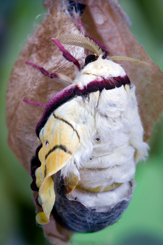 moon_moth_19.jpg