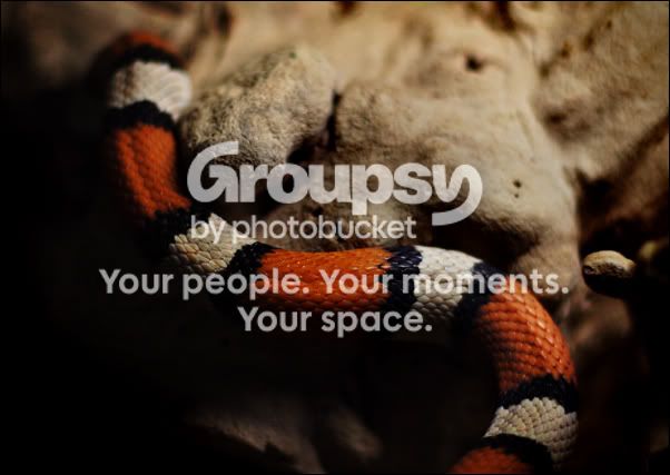 milksnake_2172.jpg