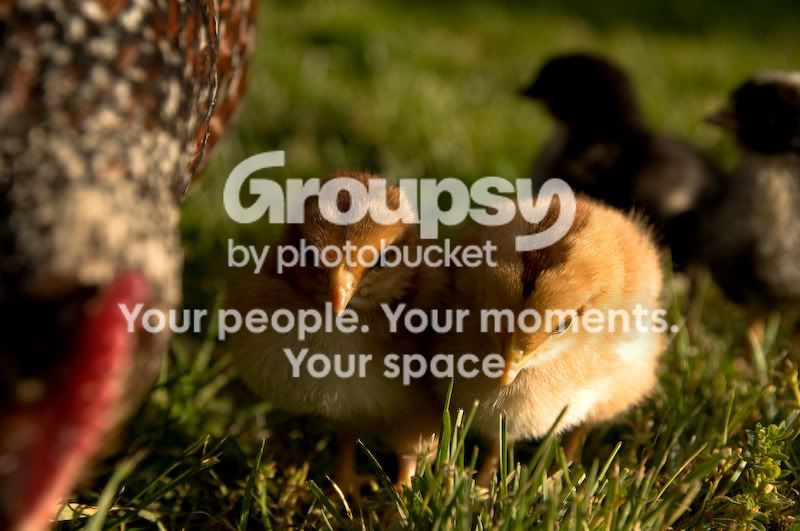 0806babychicks008.jpg