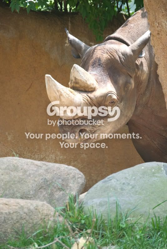 zoofaves-12.jpg