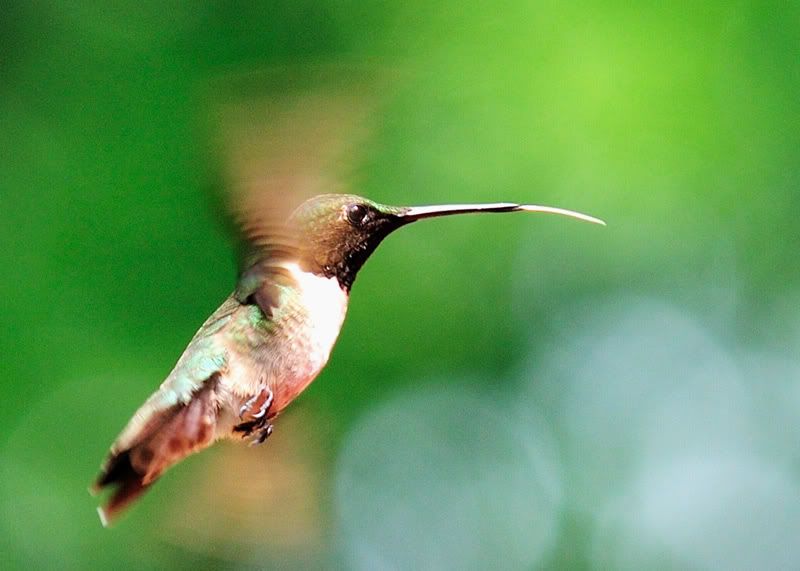 08-June-Hummingbird-3.jpg