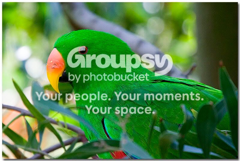 MelbrnParrot5.jpg
