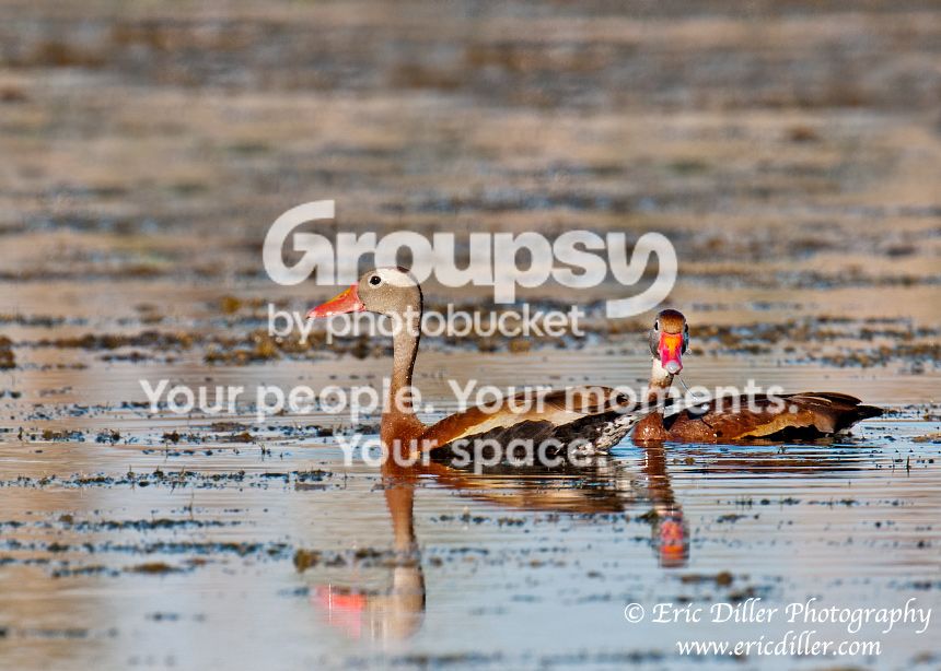_ECD9501-copy860.jpg