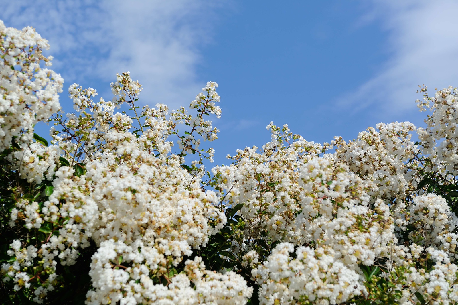 DSC_00020-X3.jpg