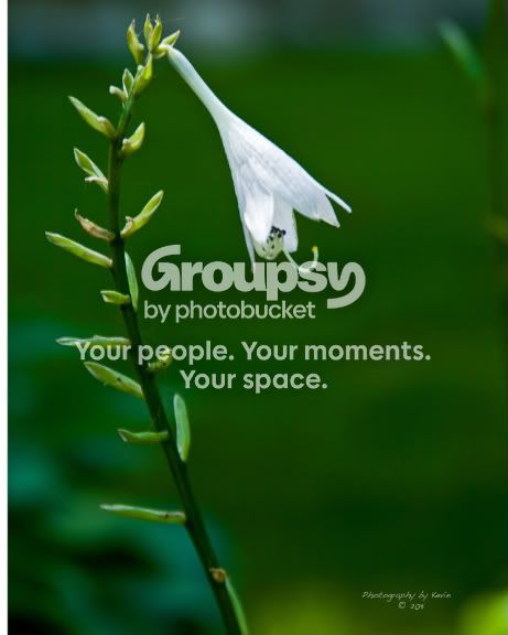 GretasGarden2011II.jpg