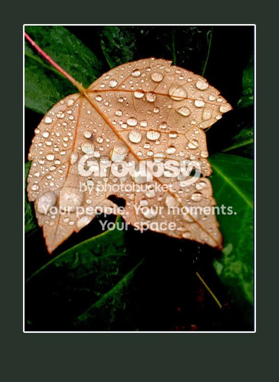 leaf2.jpg
