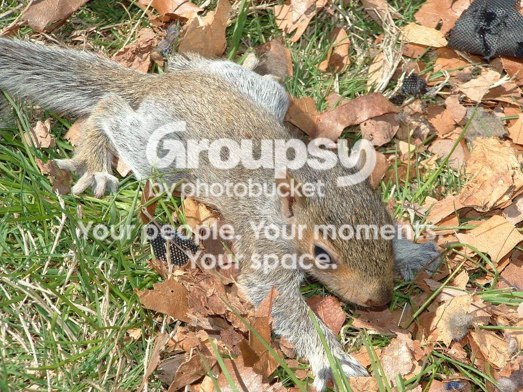 squirrelbabys08005.jpg