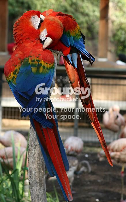 macaws1.jpg