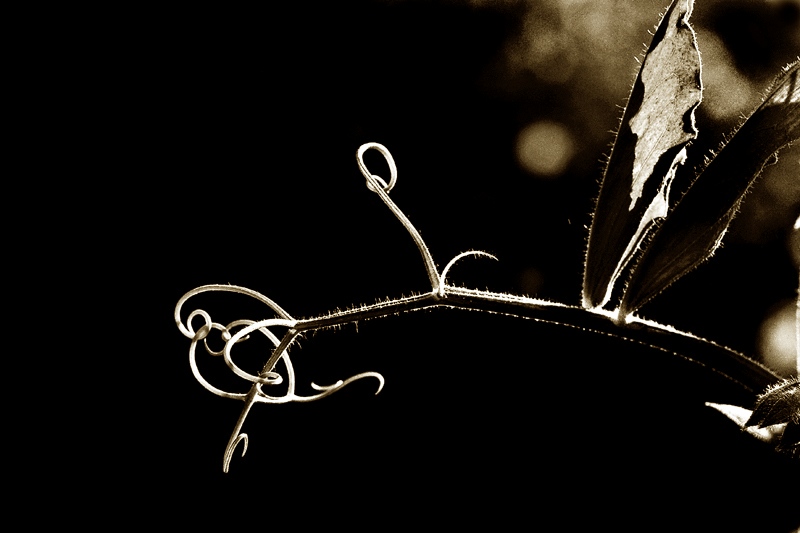 IMG_7386-X3.jpg