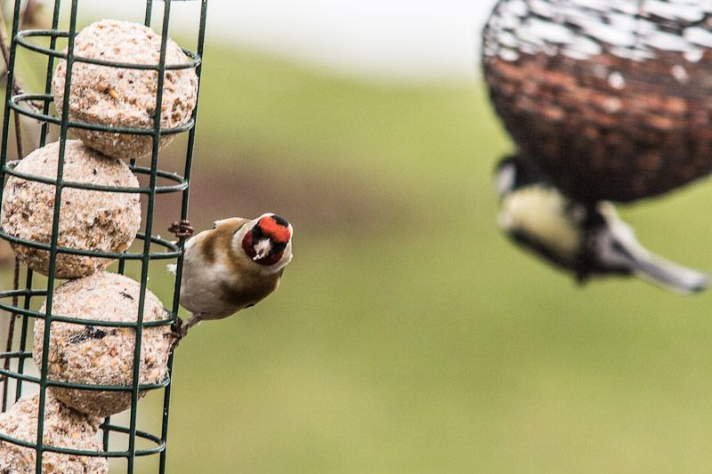 Birds-13-02-9.jpg