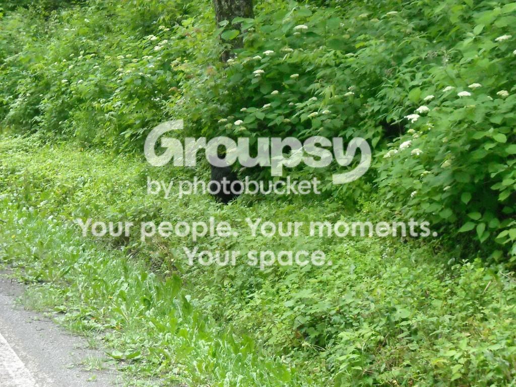 smokeymountains5.jpg