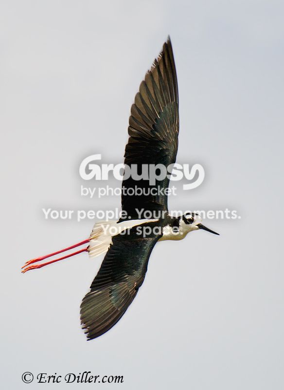 _ECD1245-copy800.jpg