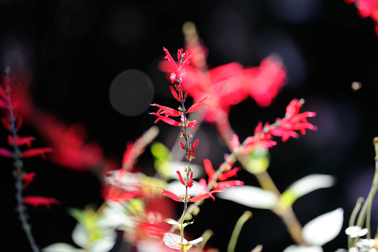 DSC_00007-X3.jpg