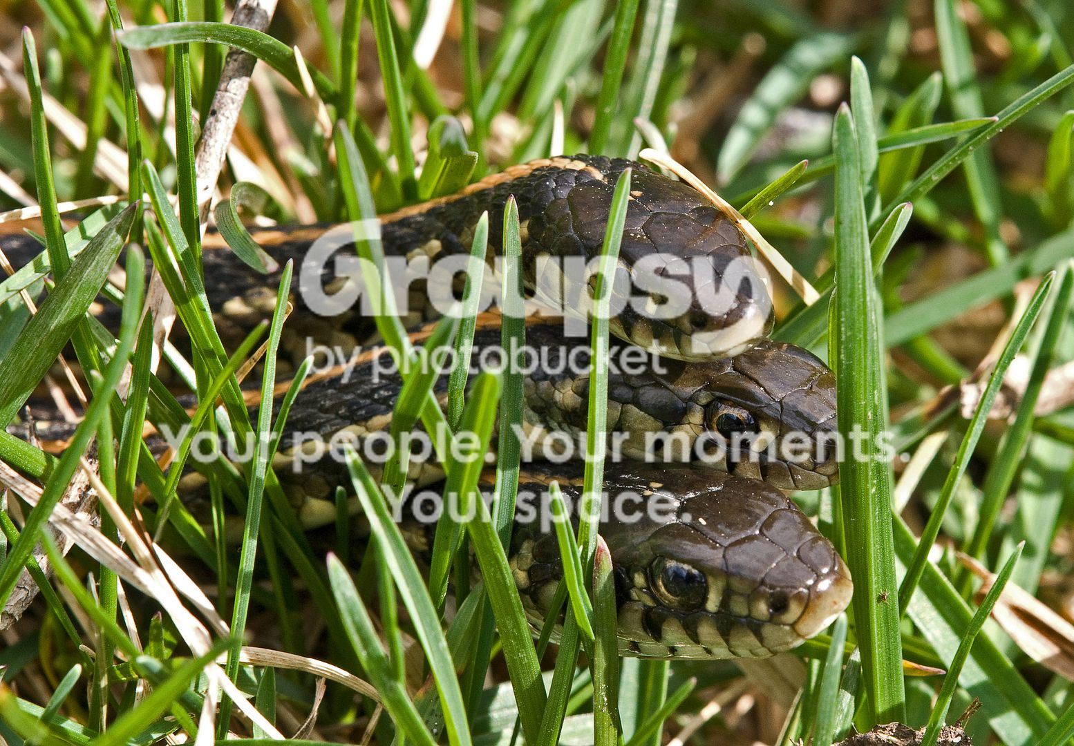 Snakesdoublecopy.jpg