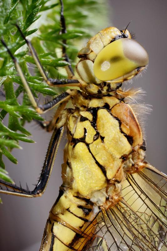 dragonfly_18.jpg