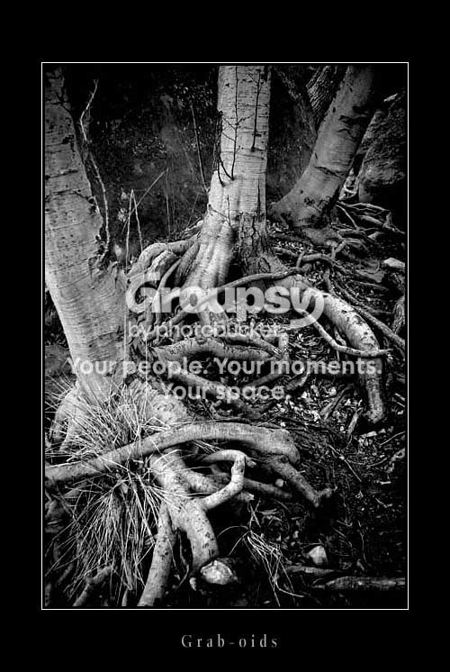 trees_4063bwshare.jpg