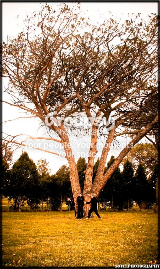 ChinoTreecopy.jpg