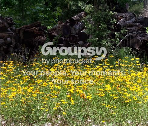 woodandyellowflowers.jpg