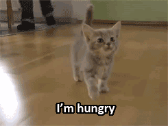 kitty_cat_gifs_20.gif