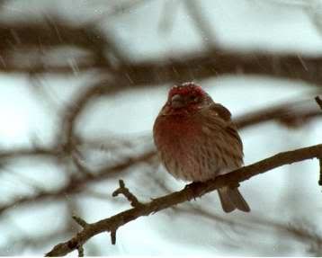 Birds00Jan05.jpg