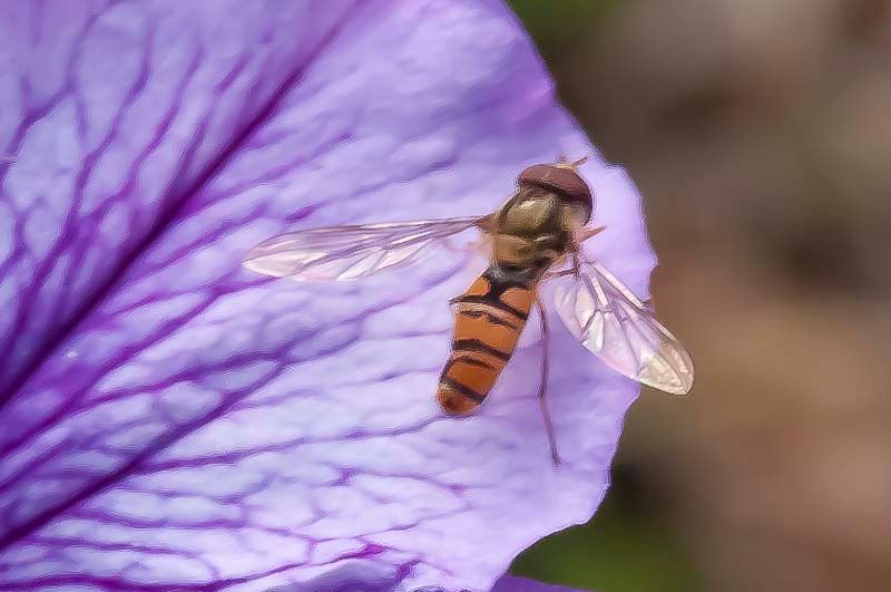 Bees-4.jpg