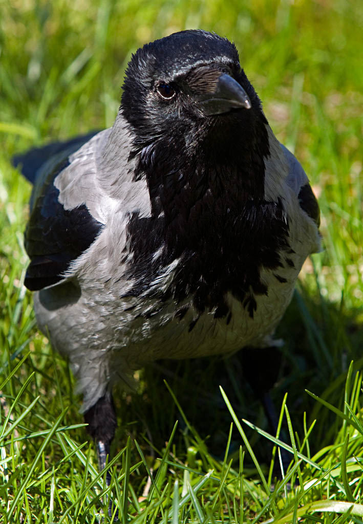 crow_03.jpg