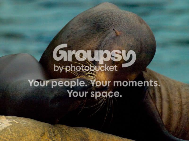 sealkiss.jpg