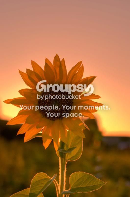 sun_set_flower_.jpg