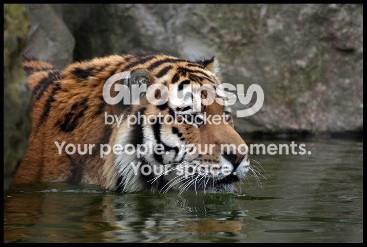 AmurTigerwading1.jpg