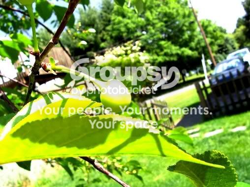 100_06389.jpg